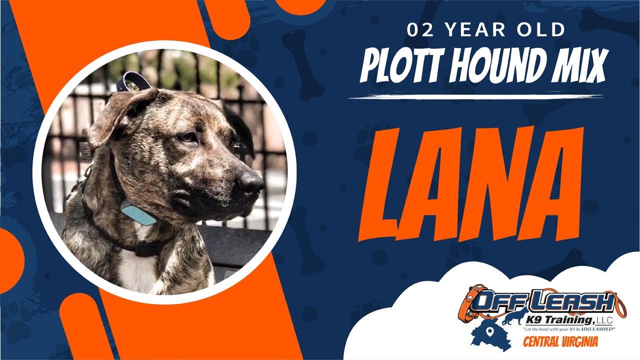 2yo Plott hound mix (Lana) Best dog trainers in Virginia