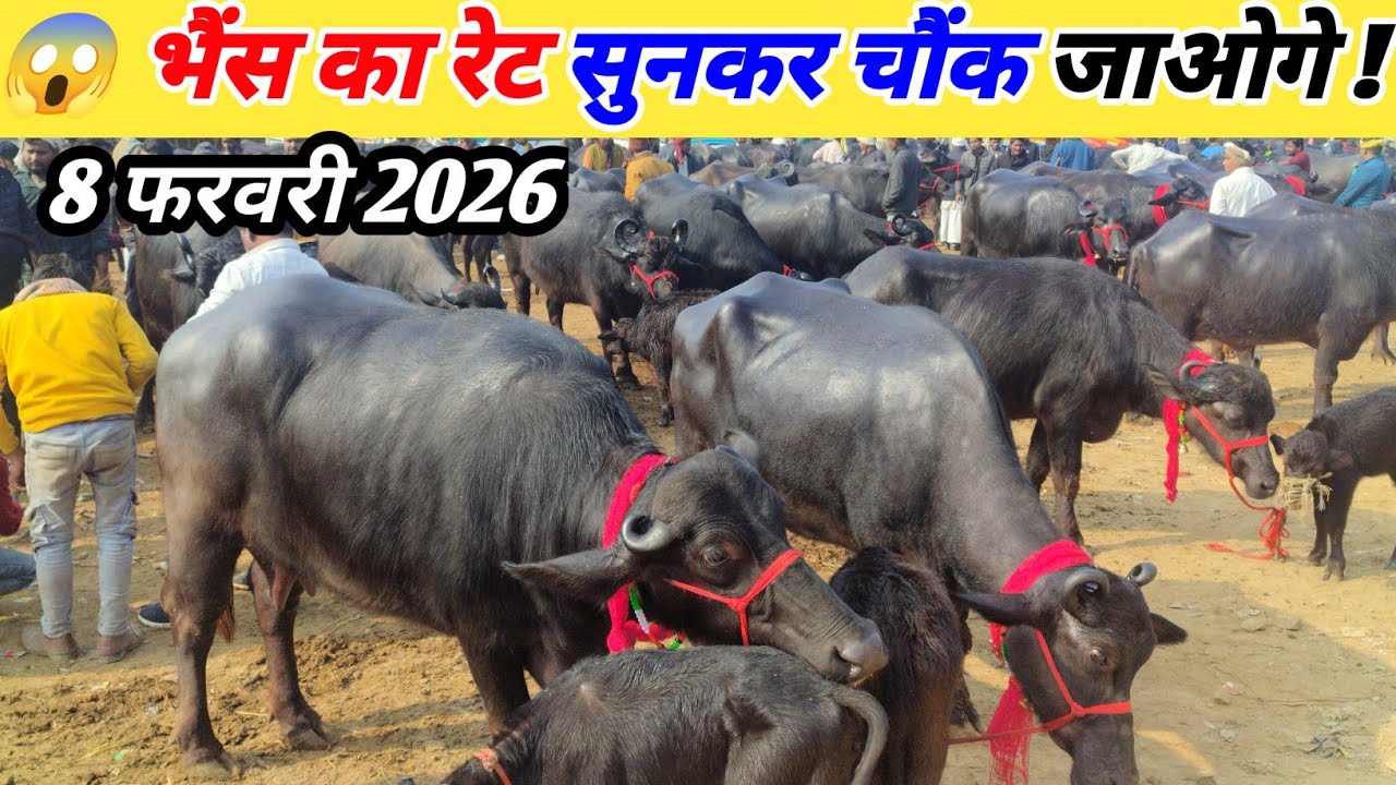 भैंस का रेट सुनकर चौंक जाओगे ! 8 फरवरी 2026 Saurai bhains ki Mandi 