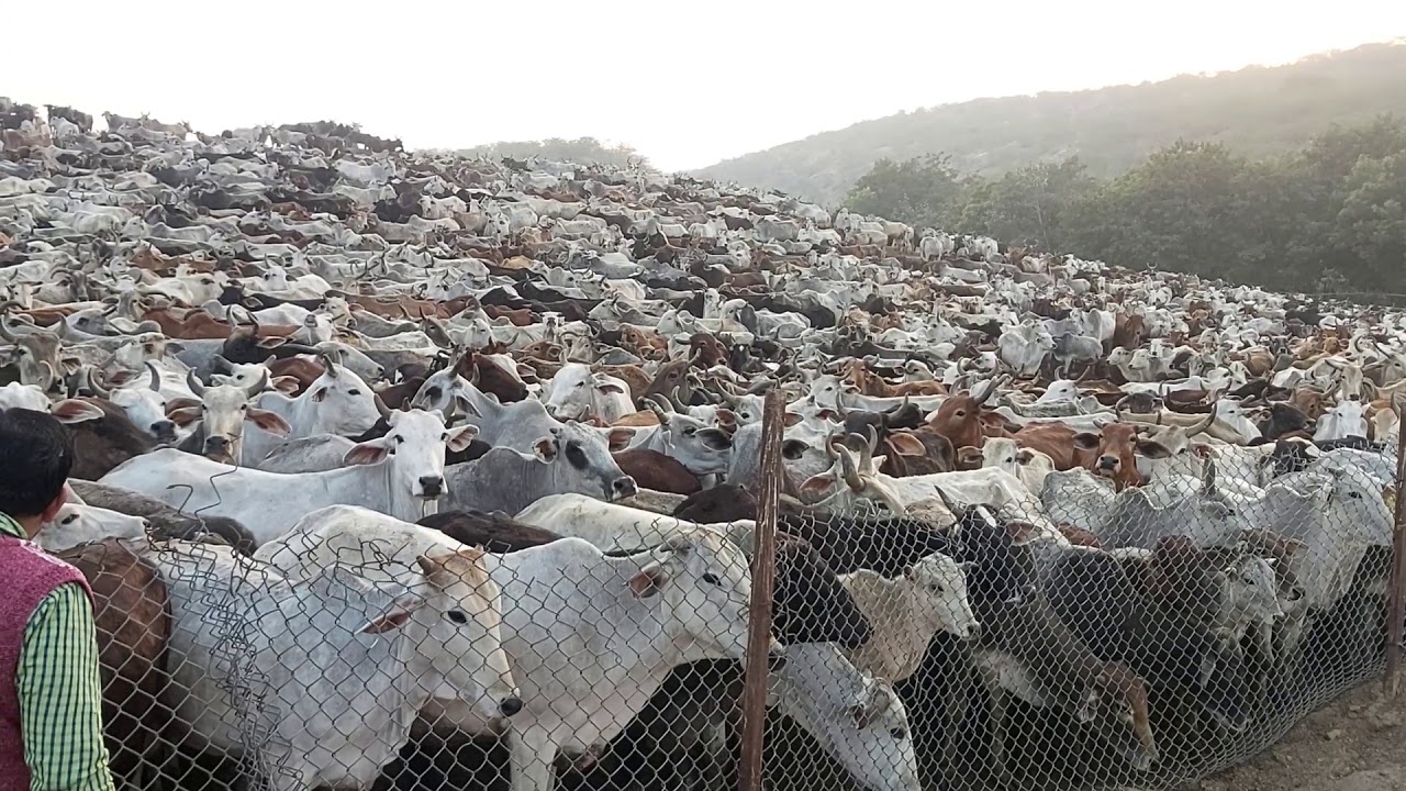 BARSANA#GOSHALA#RAMESH BABA
