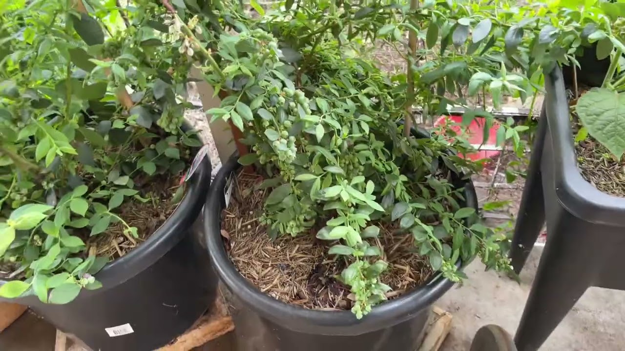 Update on Blueberry Plants - Burst, Kisses & Sunshine Blue
