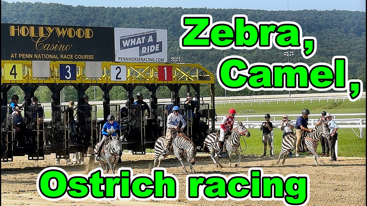 Zebra, Ostrich, Camel Racing at Hollywood Casino at Penn National Race Course