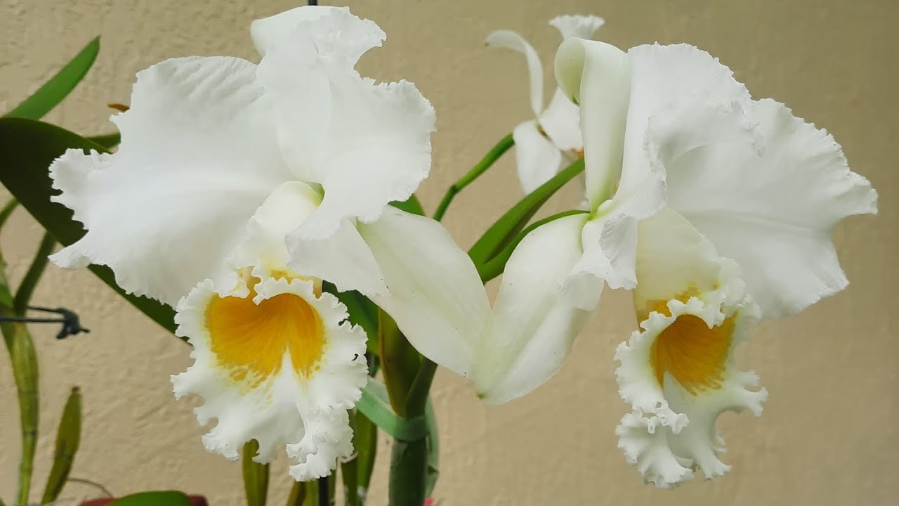 Orchid garden, end of March blooms.  @orchidnewbee8786