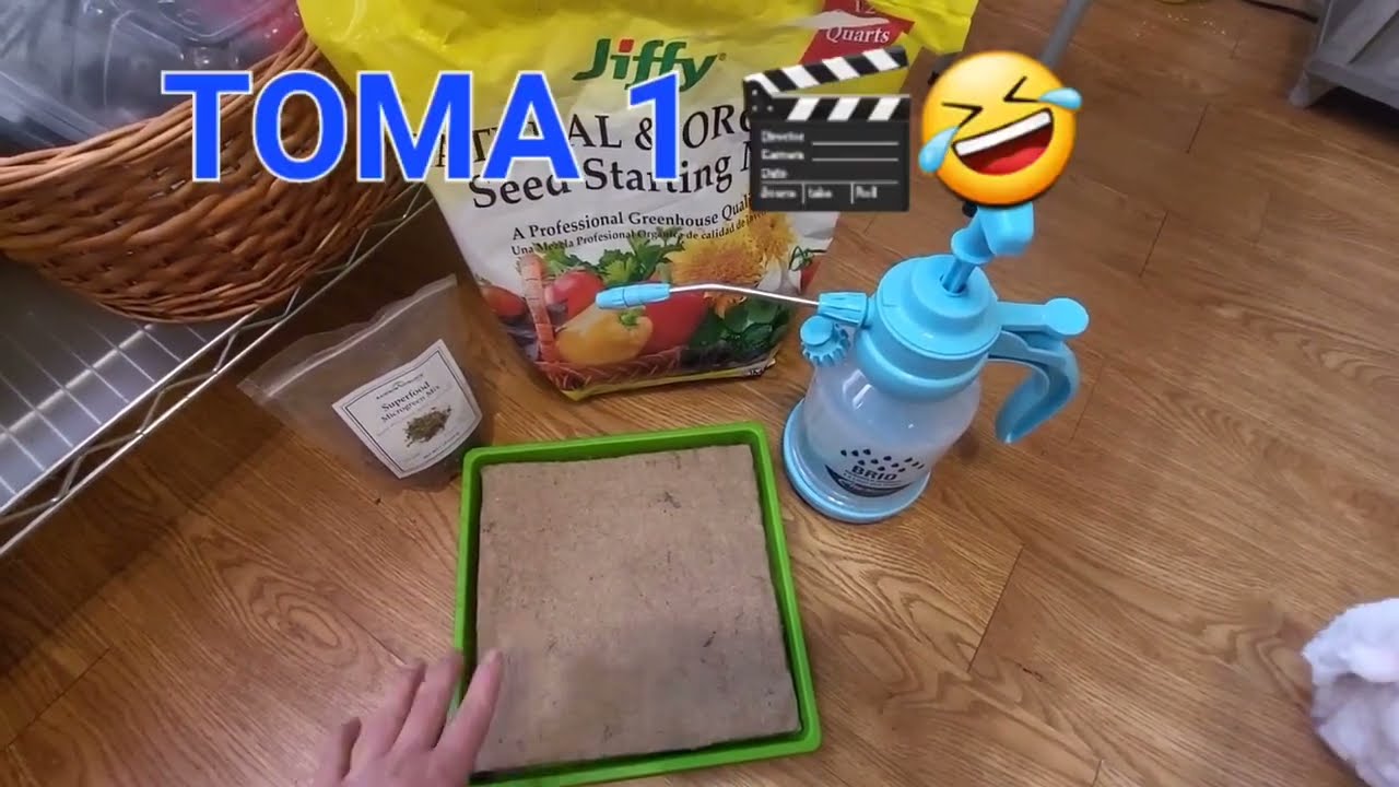 &iquest;C&oacute;mo Crecer Microvegetales?🥦🫛🍅// Glory's Growing Garden