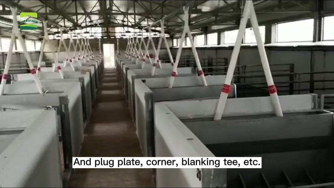 Automatic plug tray feeding system for Pig farm