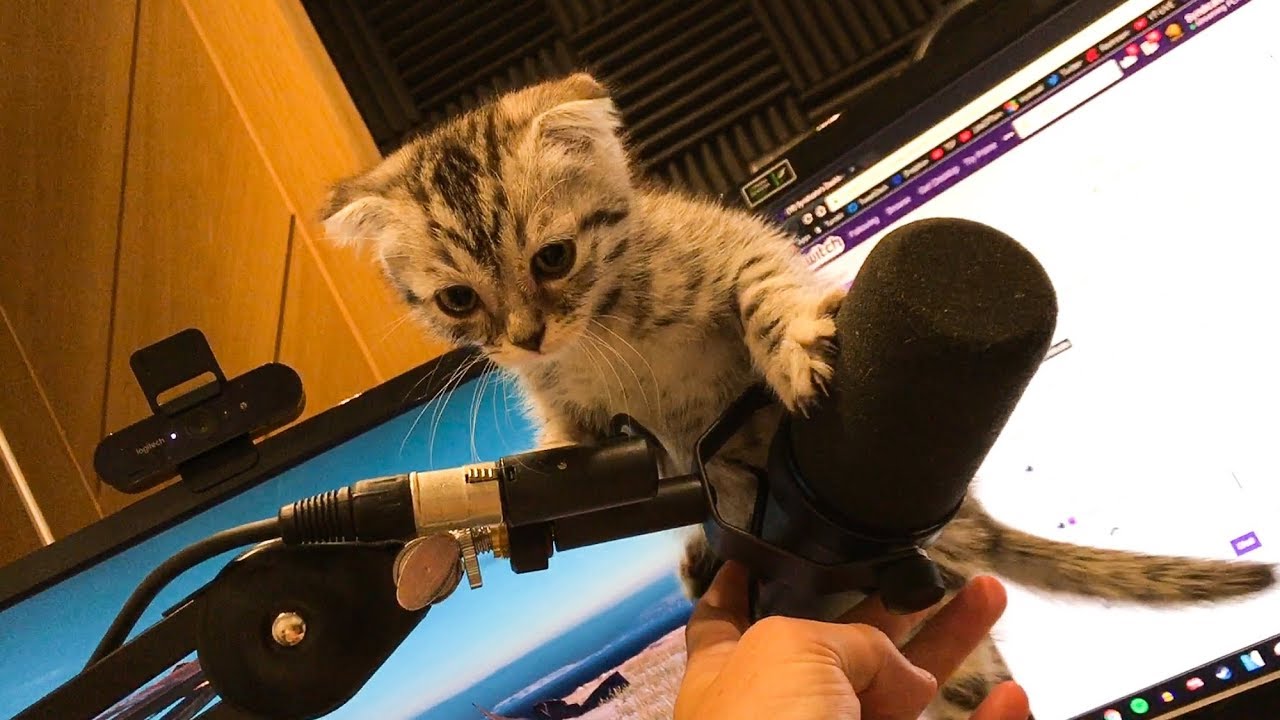 KITTEN CHAOS!