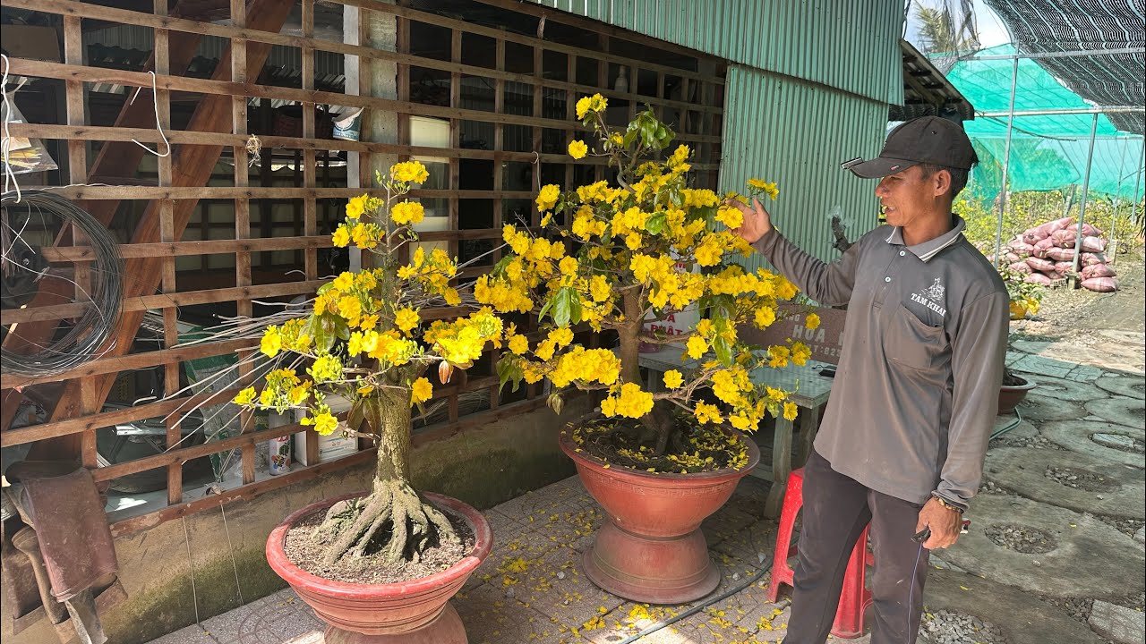 Giao lưu mai dảo zin Tân Châu hoa đẹp.☎️0977151945(8 Tiện)