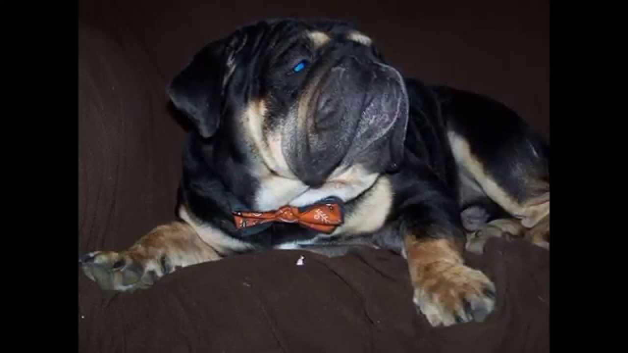 Rare Black and Tan 