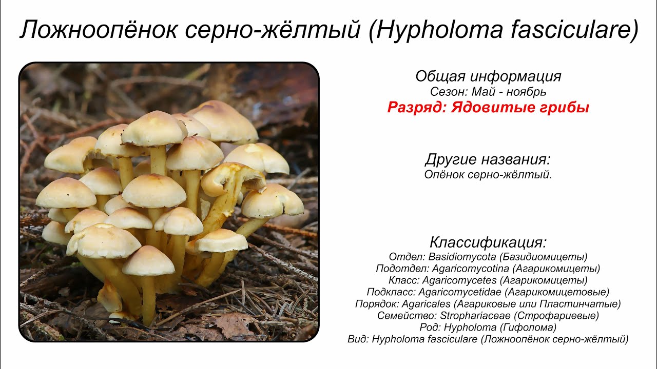 Ложноопёнок серно-жёлтый (Hypholoma fasciculare)