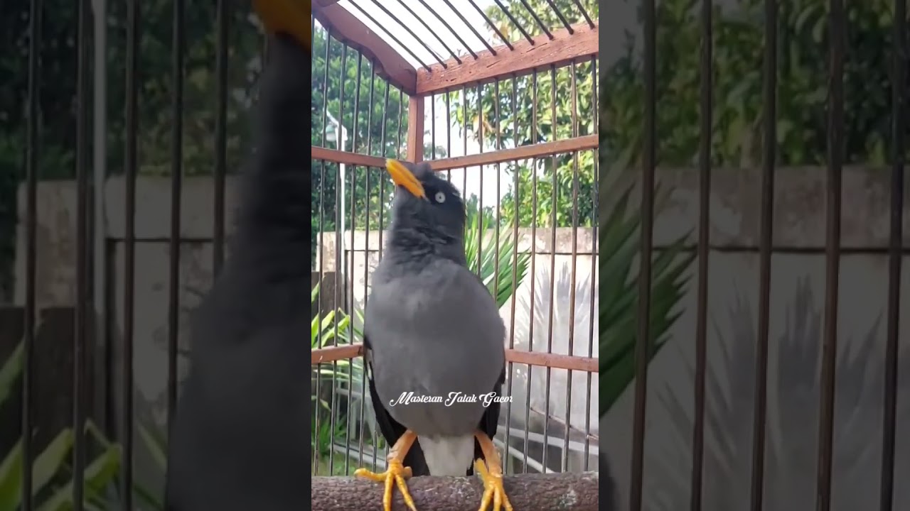 Jalak Kebo Gacor 16.7.3