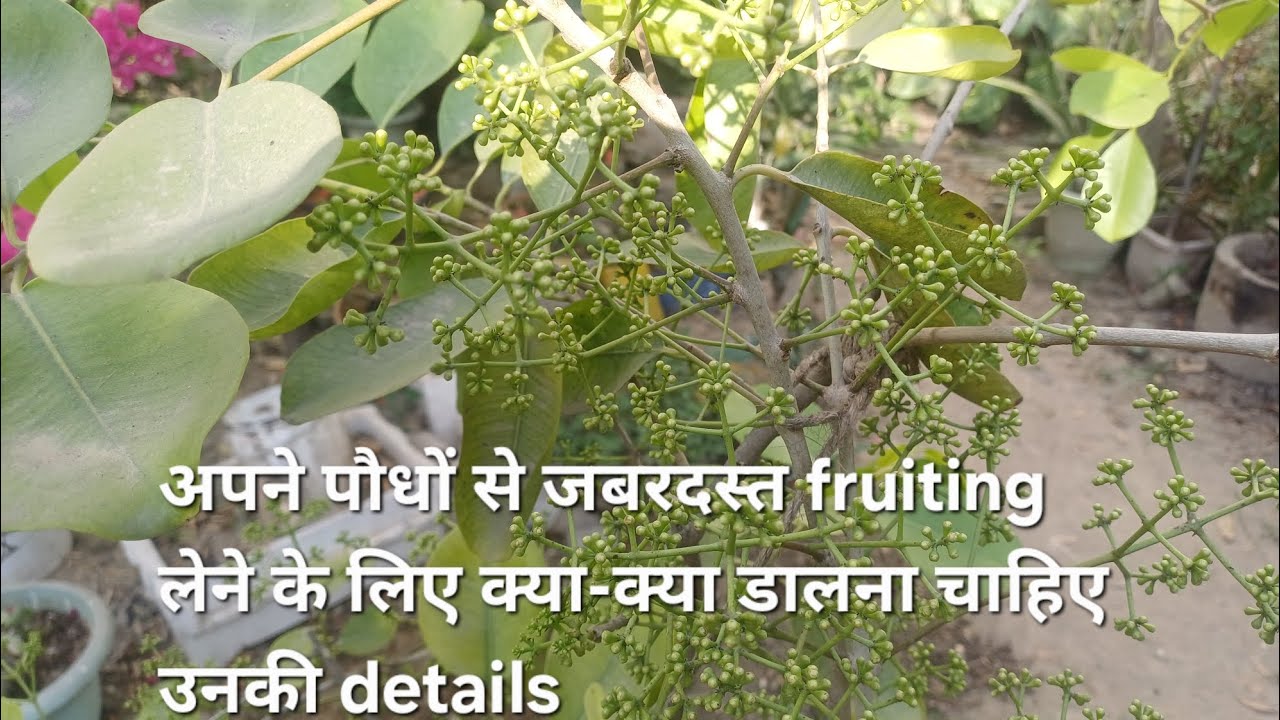 जबरदस्त fruiting लेने का best तरीका 