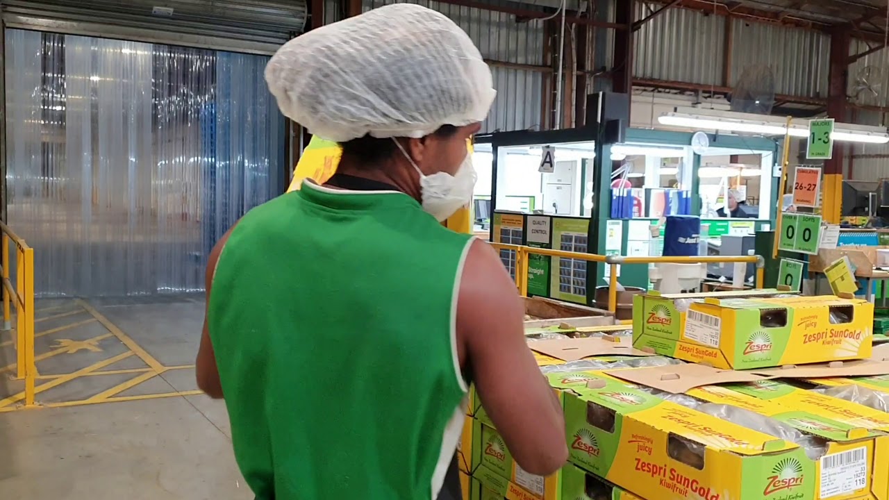 A Kiwifruits journey through a Packhouse - EastPack Marshall Road, Katikati
