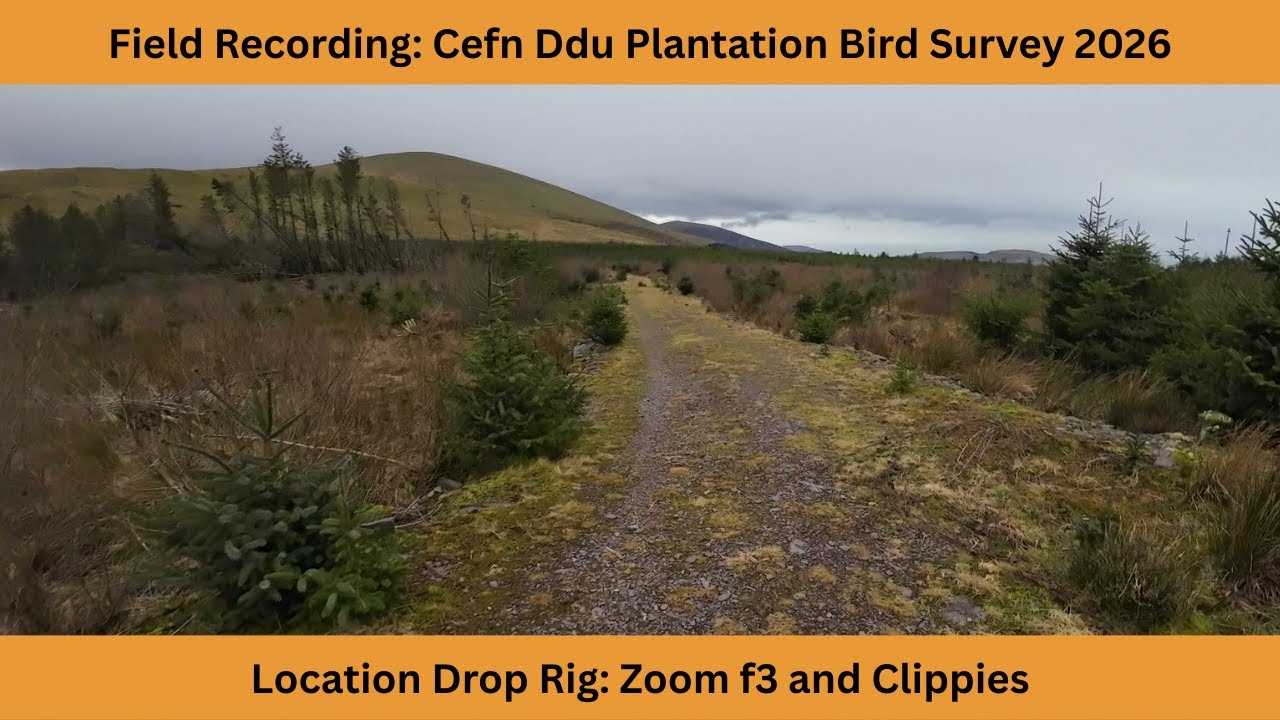 Field Recording Bird Survey Project 2026 | Cefn Ddu Forest Plantation | Drop Rig Zoom f3 & Clippies