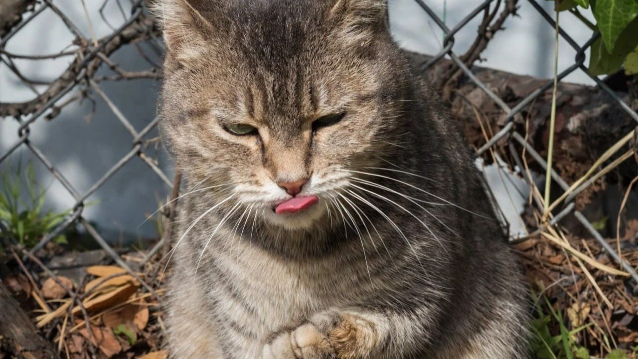 This Stray Cat Asked for Love, Not Food