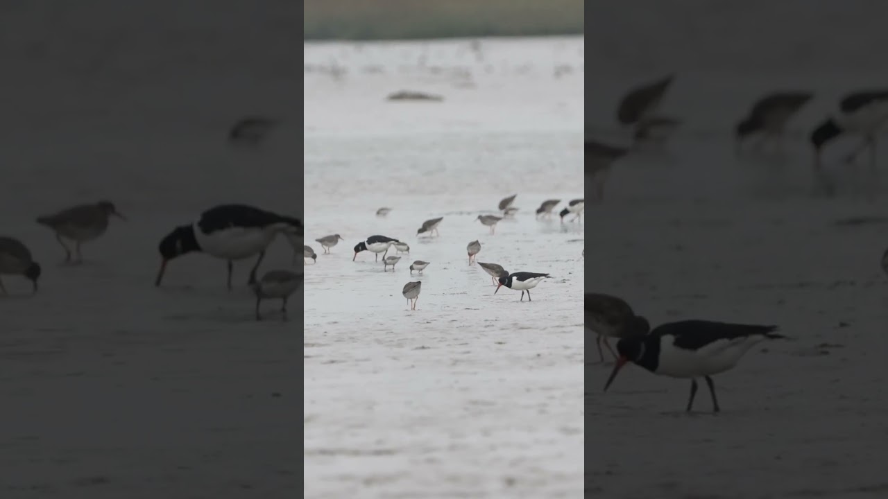 Wading birds over Two Tree Island- Essex 