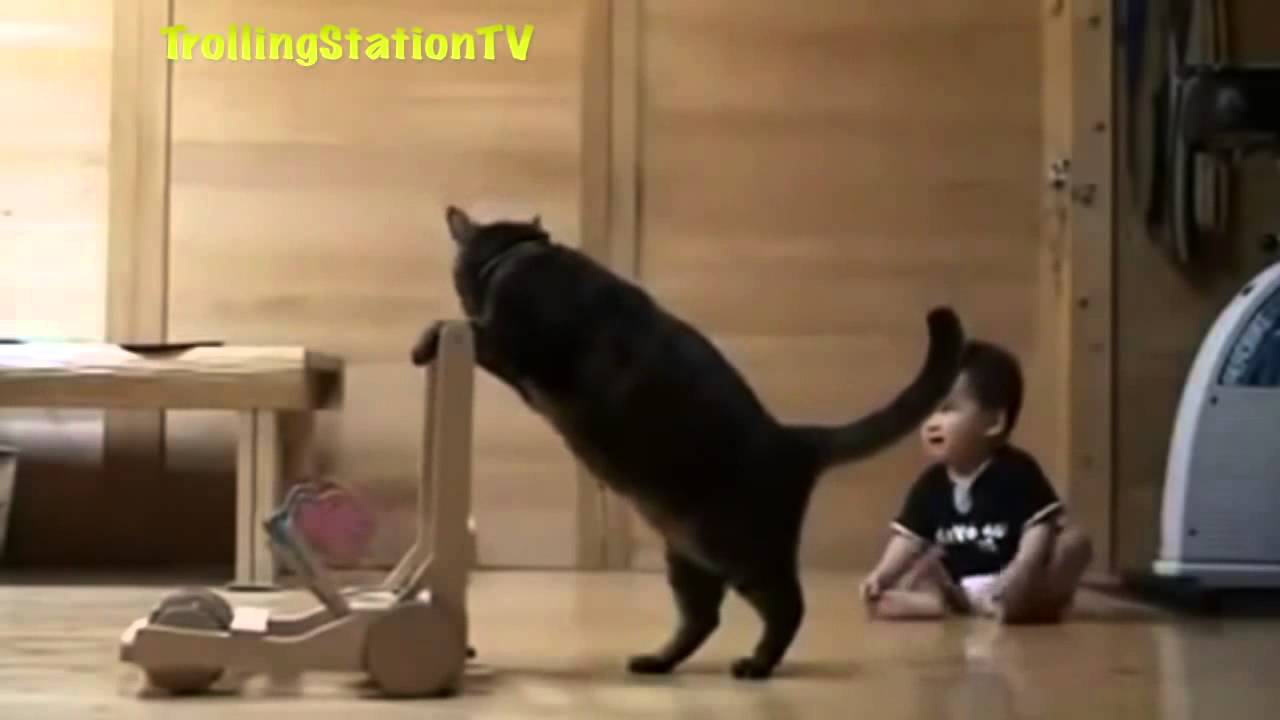 Best Funny Cats Compilation NEW 2014 Try Not To Laugh