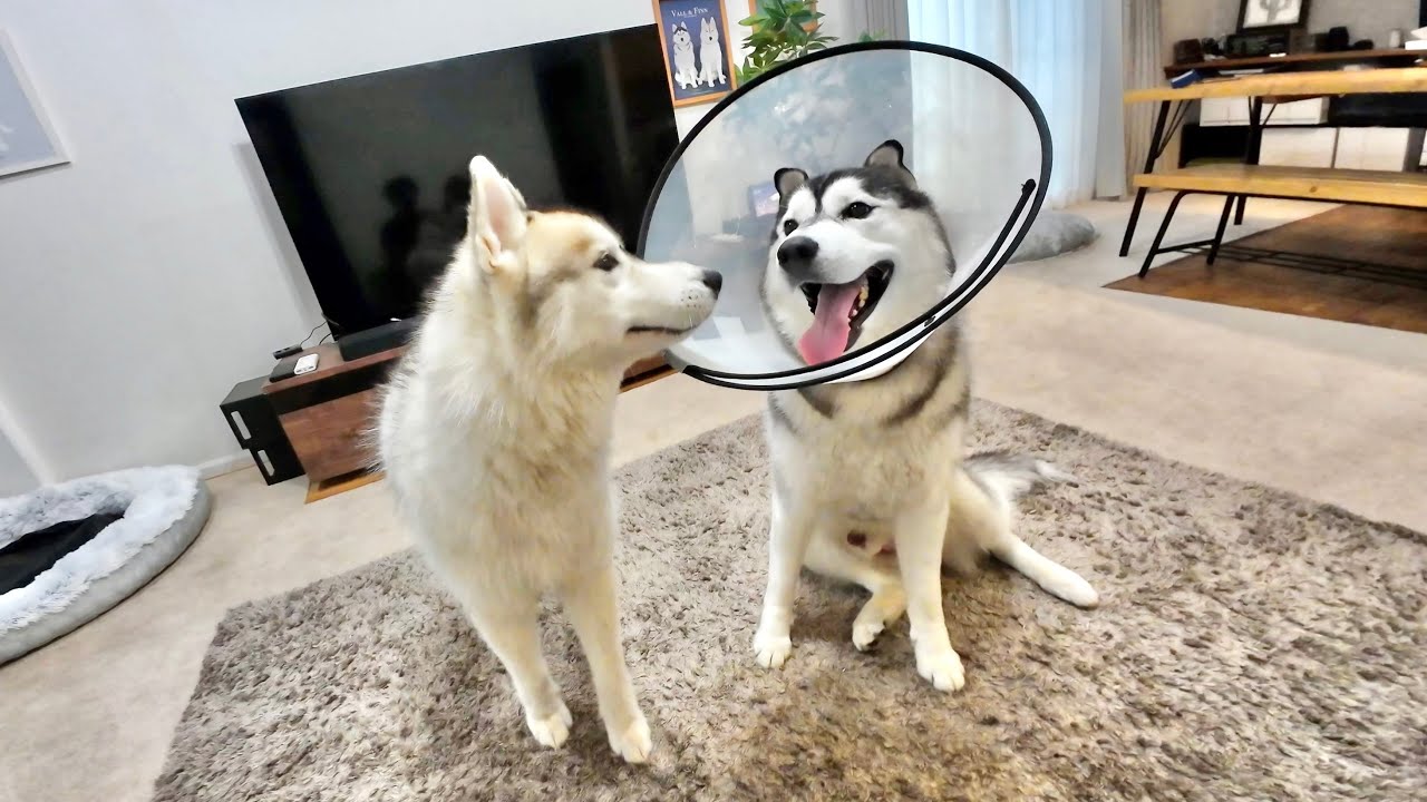 【再会】大好きな弟が手術から帰ってきました【シベリアンハスキー】