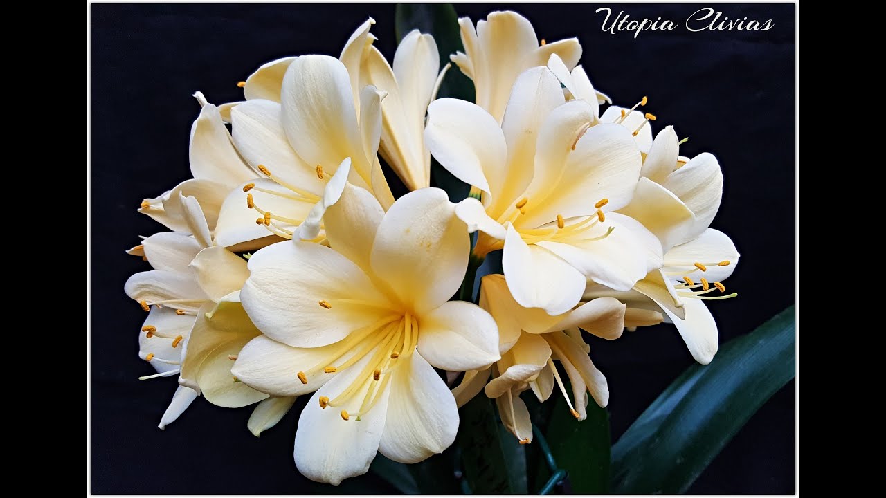 These Multi-Tepal Clivias Are NEXT LEVEL | Rare Blooms from Utopia Clivias 🌸🔥