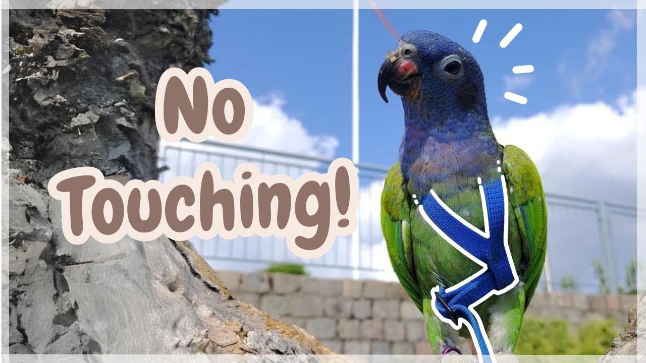 How to harness train a touch sensitive parrot