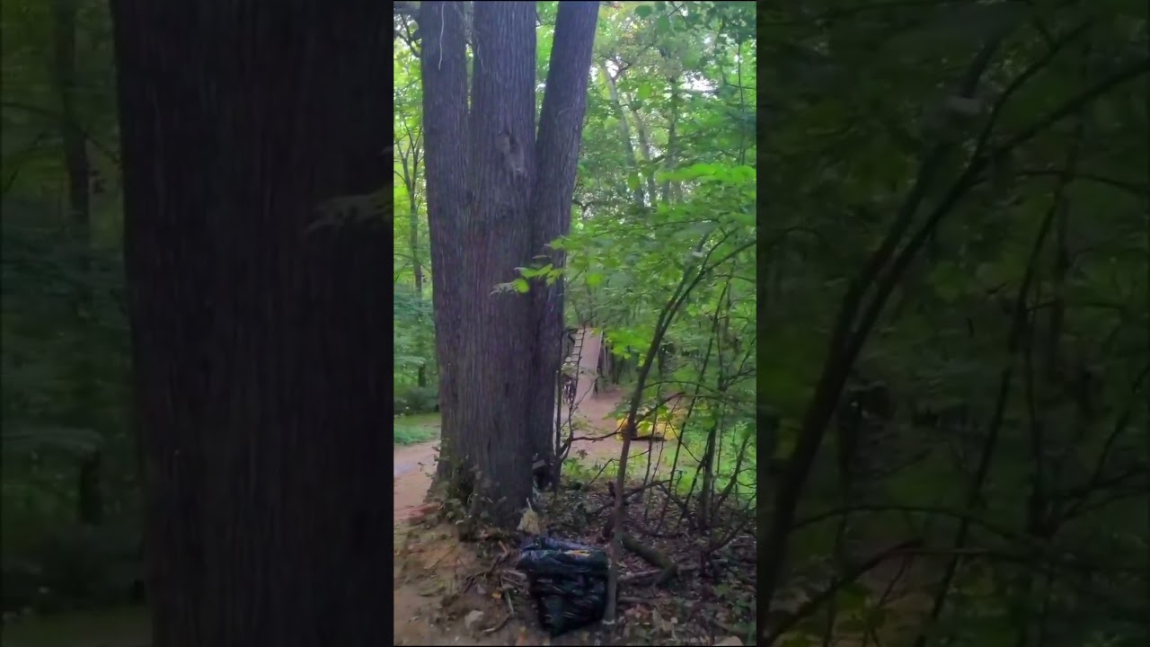 Лосиный остров #fr #transition #bicycle #mtb #mtblife #blindside #dirt #jump #bst #zst #freeride