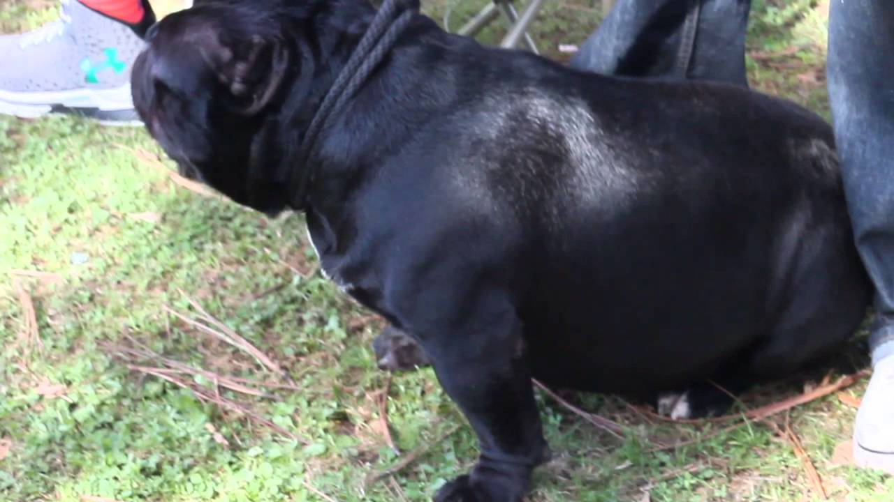 ROLOW ABR BULLY SHOW