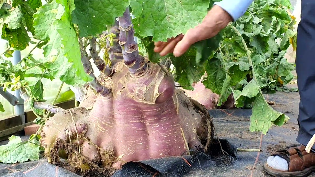 Дневники фермера: на съёмках &mdash; Питер Глейзбрук, выращивание овощей мирового рекорда [Сезон 1, август]