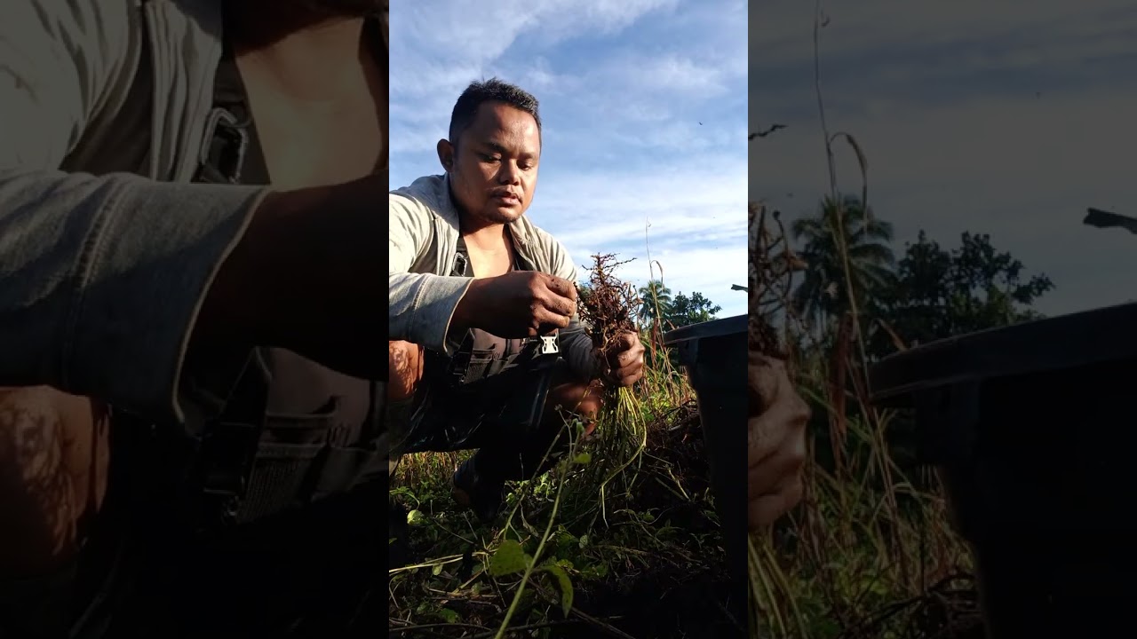 117days na Tanim na mani pwedi na bang anihin? #farming #peanutfarming 