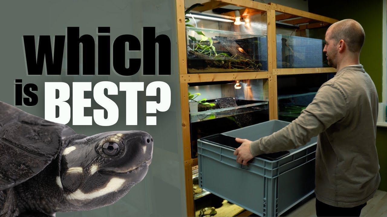 The best way to house your turtle?