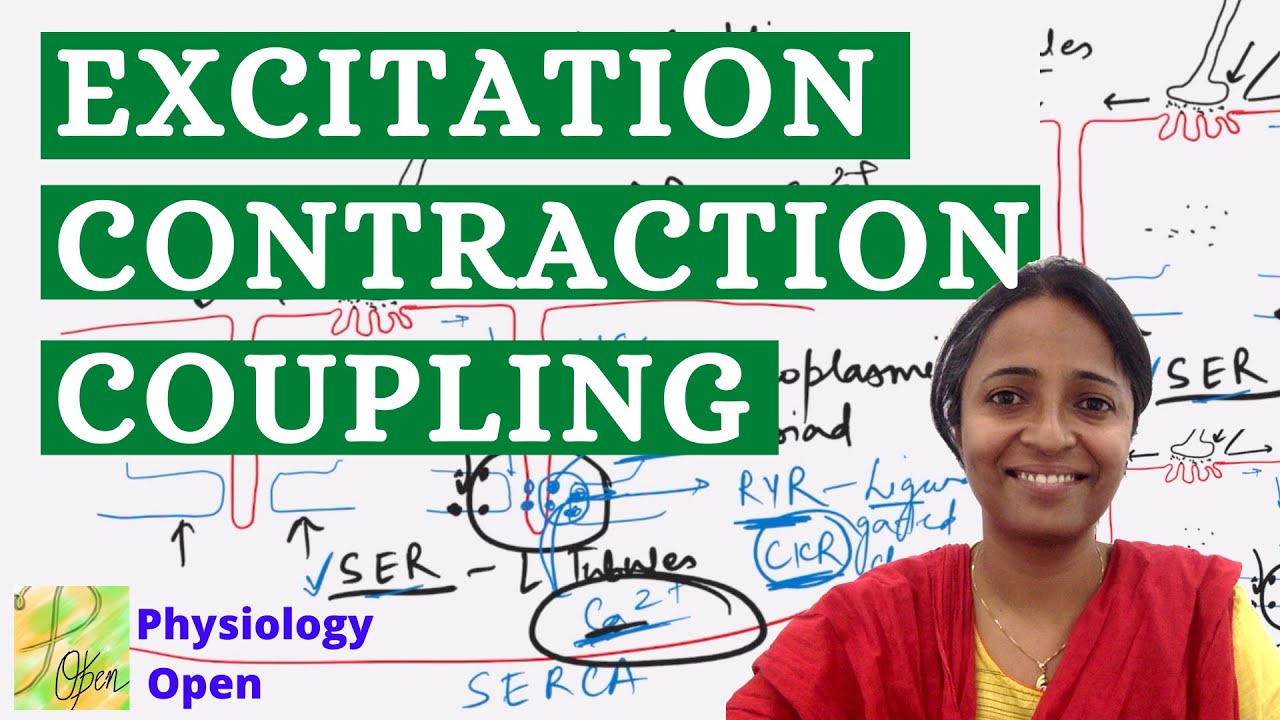 Excitation contraction coupling skeletal muscle physiology | Sarcotubular system