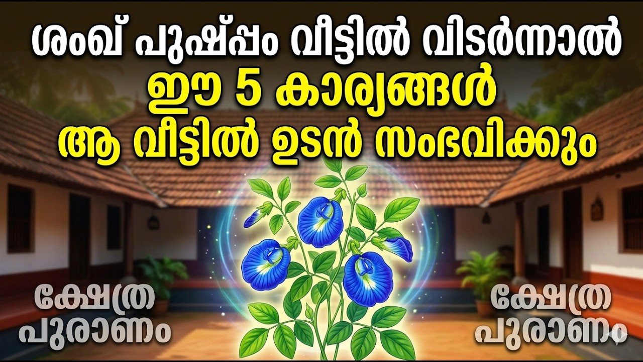 ശംഖ് പുഷ്പം വീട്ടിൽ വിടർന്നാൽ ഉറപ്പിച്ചോളു ഈ കാര്യങ്ങൾ സംഭവിക്കും