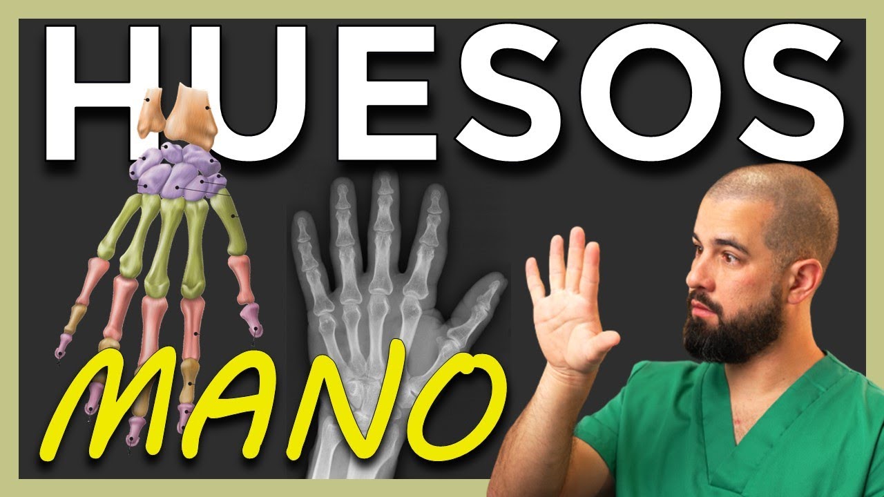ANATOMÍA de los HUESOS de la MANO