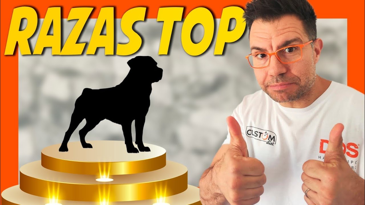 LA MEJOR RAZA DE PERRO PARA TI 🥇 ¿Cuál es?