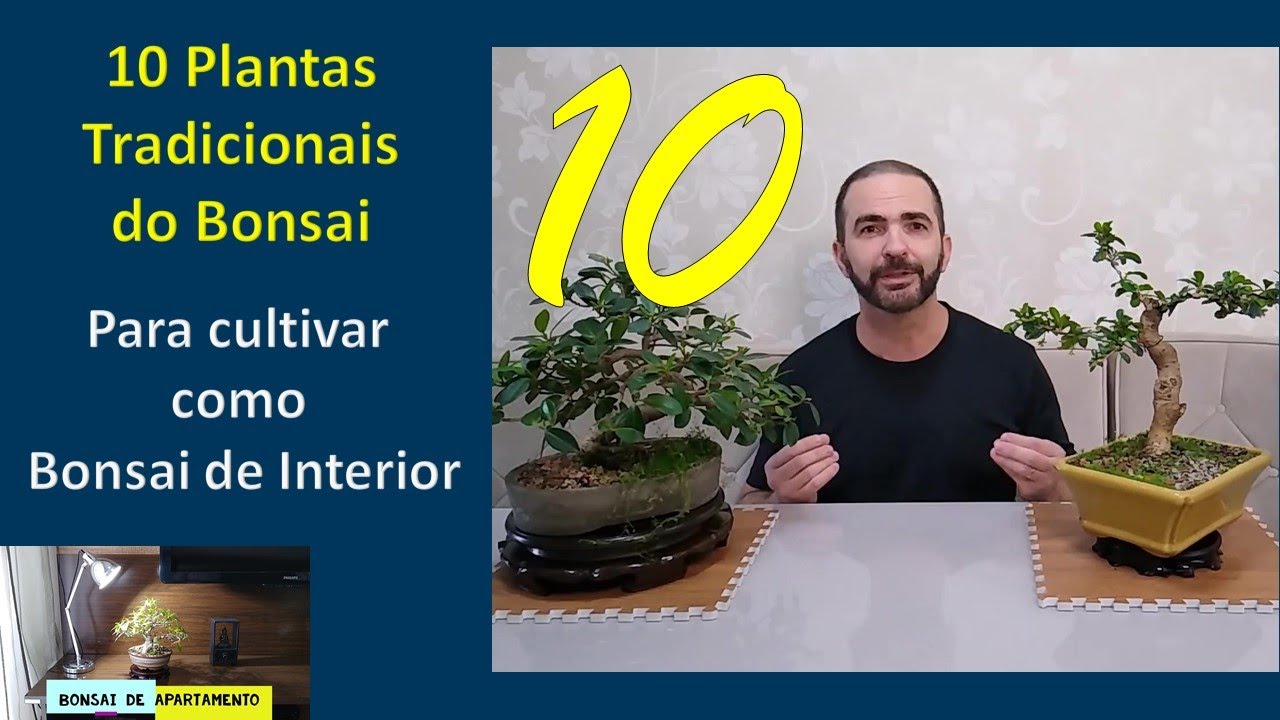 10 Plantas Tradicionais do Bonsai para cultivar como Bonsai de Interior - Cultivo Indoor