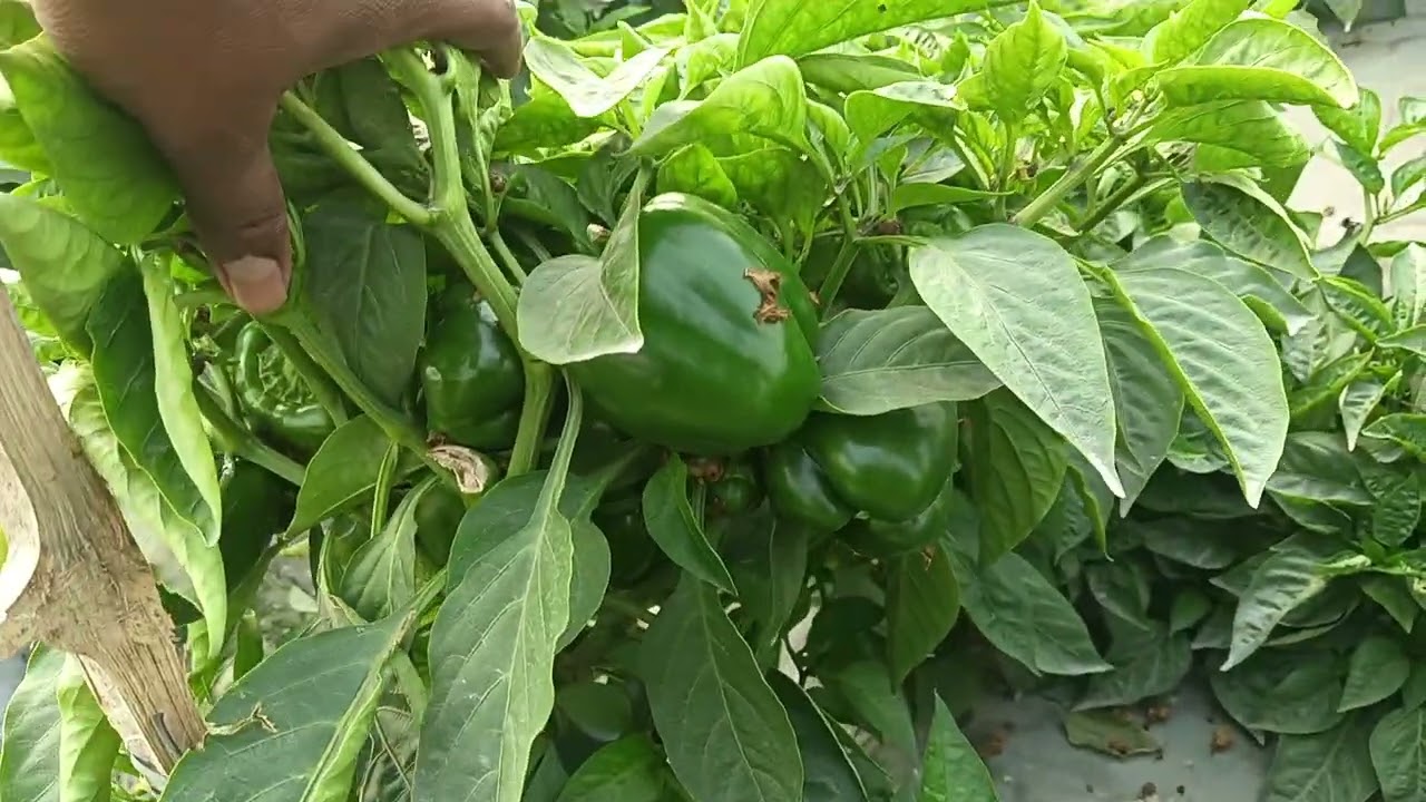3 महीने में लखपति बनने के लिए कड़े खेती#agriculture #farming #farmer 