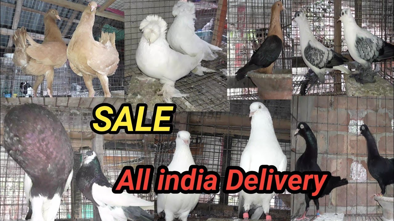 Fancy kabootar sale in kolkata 😍 fancy pigeon Breeding pair sale 🕊 All india Delivery hoga