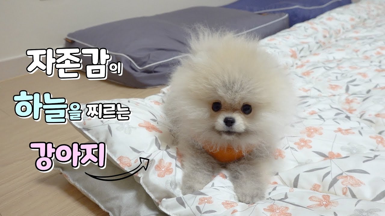 자존감이 하늘을 찌르는 강아지/시바견과 포메라니안