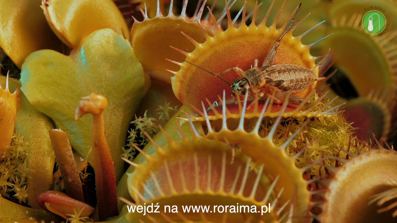 Polowanie - Dionaea muscipula