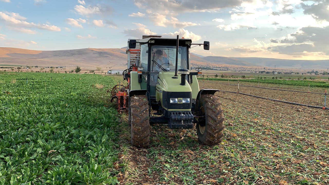 HÜRLİMANN XT 909  ŞEKERPANCARI HASADI