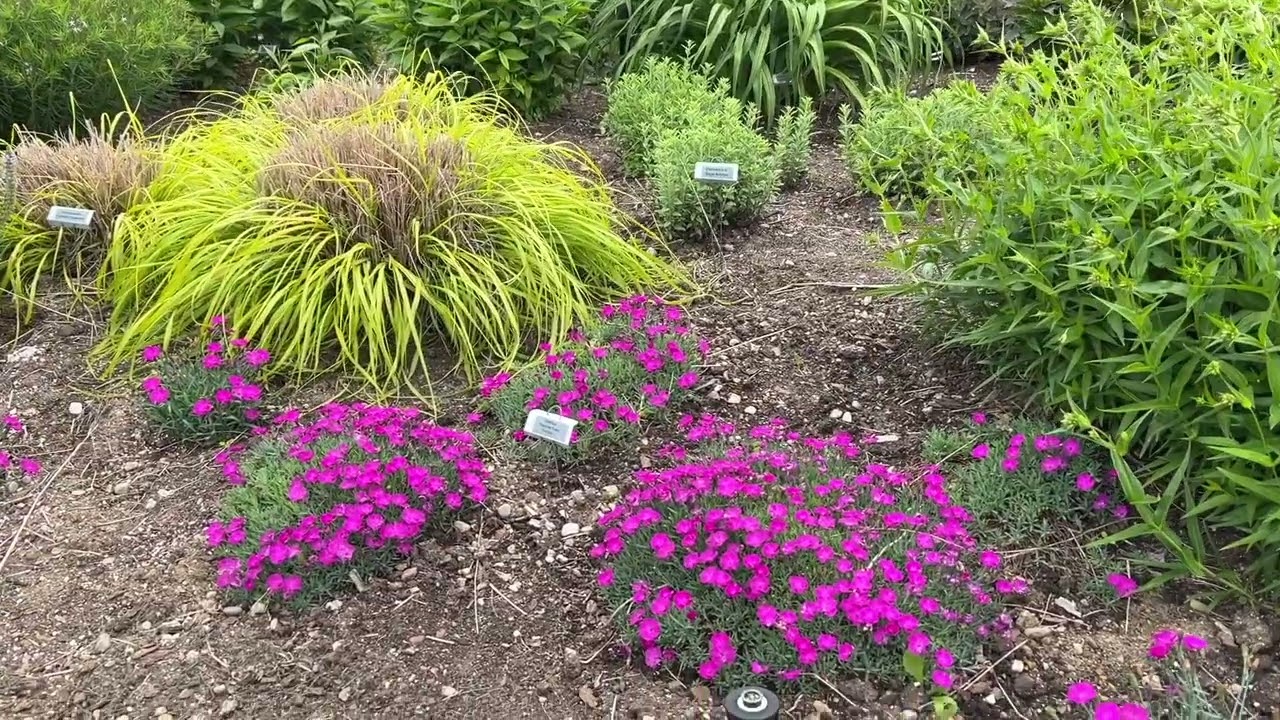 Proven Winners Perennial Trial Garden Tour June 2022
