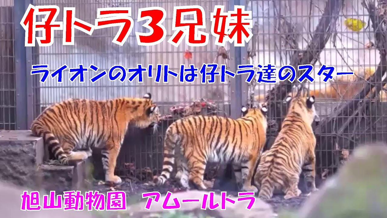 ライオンのオリトは仔トラ達のスター（旭山動物園　アムールトラのザリアと3兄妹）~ Lion 