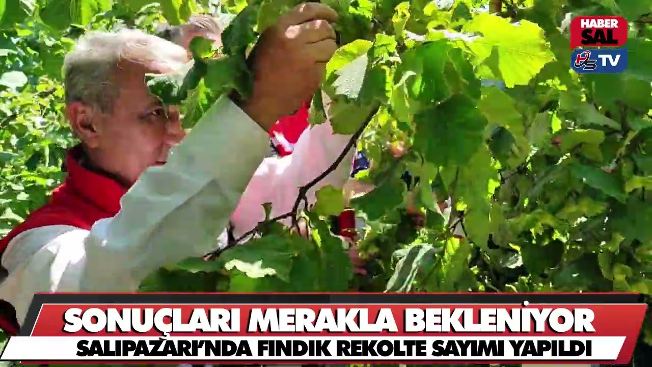 SALIPAZARI'NDA TAHMİNİ FINDIK REKOLTE SAYIMI