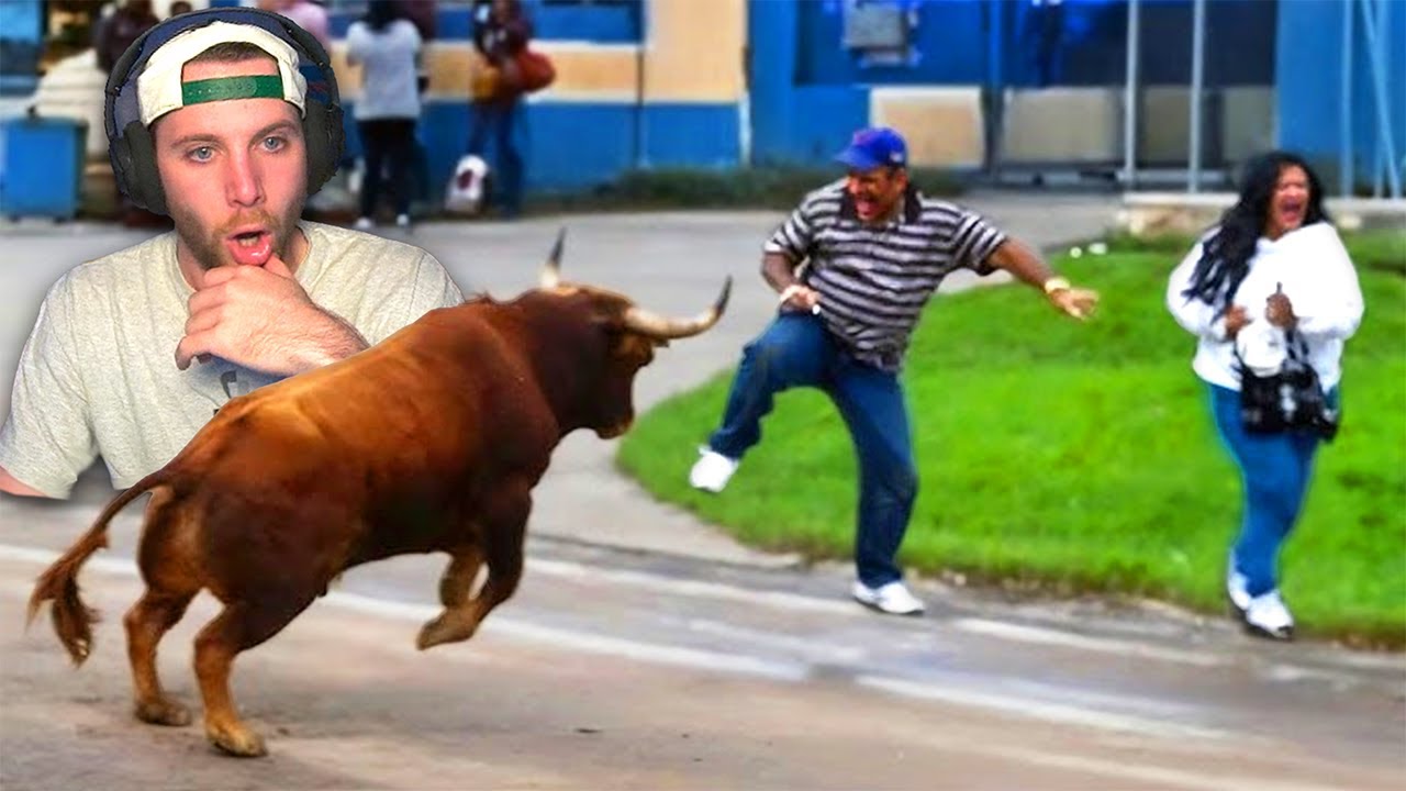 HUMANS VS ANIMALS REACTION