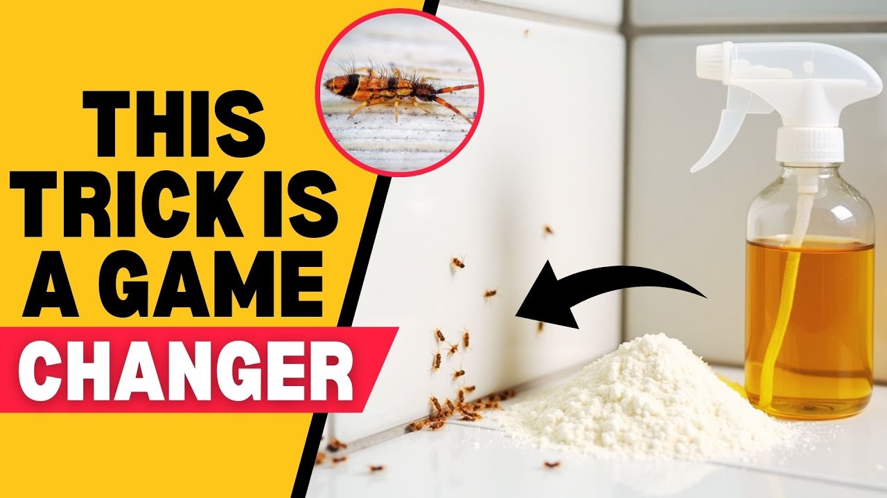 Springtail Infestation? Do THIS to Get Rid of Them FAST!