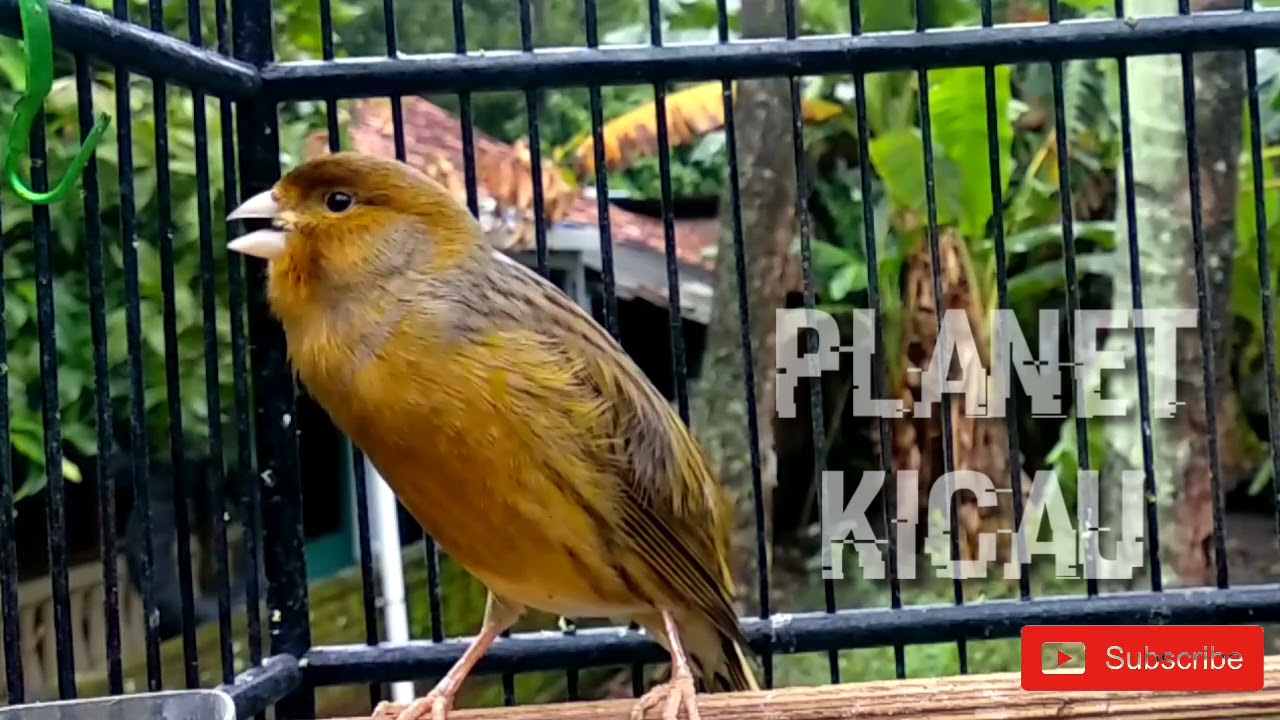 zodra je de kanarie draait, klinkt het meteen... werk!