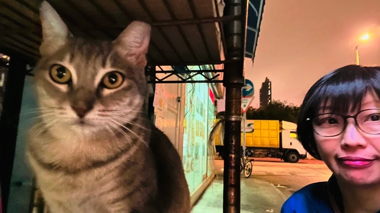 438 猫の街、土瓜湾十三街【香港の看板ネコたち】