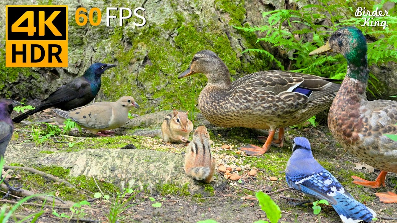 TV dla kot&oacute;w 😺 Ptaki, wiewi&oacute;rki, pręgowce, kaczki 🐿 8 godzin 4K HDR 60FPS