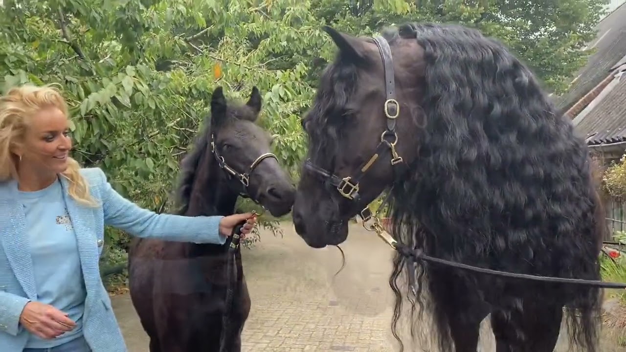 Friesian Horse Kalender - Ambassadeurs editie: Samantha Steenwijk en haar Voice, Rita en Tina