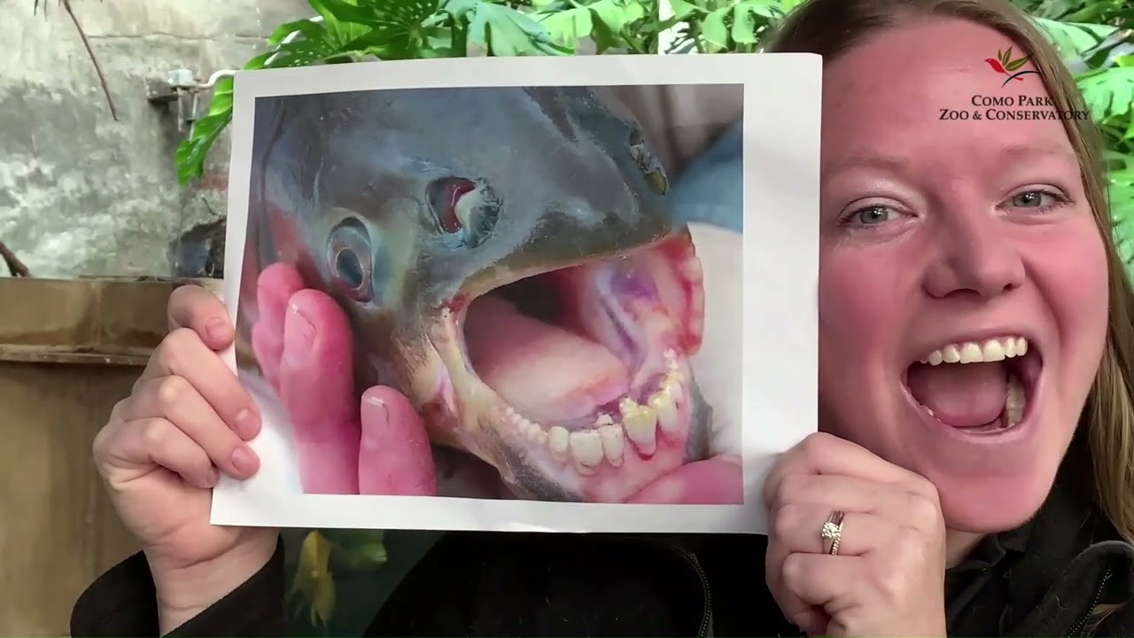 Eating Adaptations