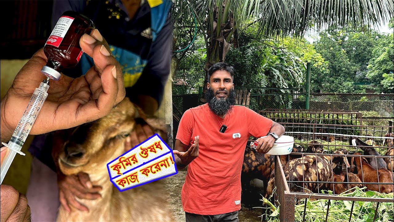 কৃমির ঔষধ দেওয়ার পরও ছাগলের স্বাস্থ্য ভালো হয়না কেন ? জানুন সঠিক নিয়ম!
