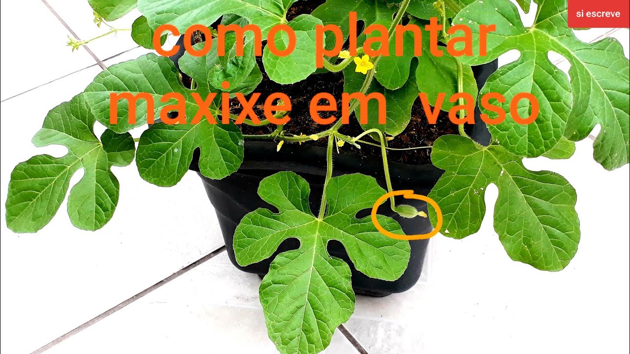 como plantar maxixe em vaso