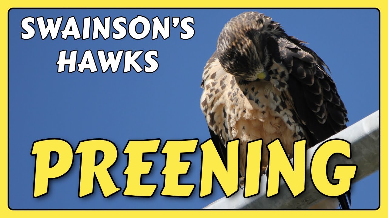 Swainson’s Hawks PREENING | grafxbylisa